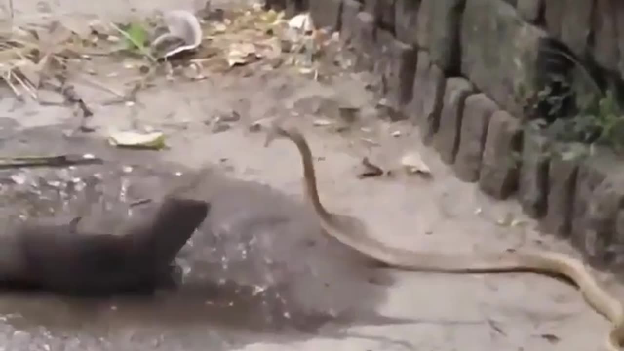 Snake 🐍 vs Mongoose