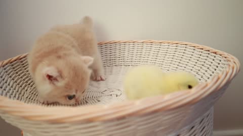 kittens plays with a tiny chicken