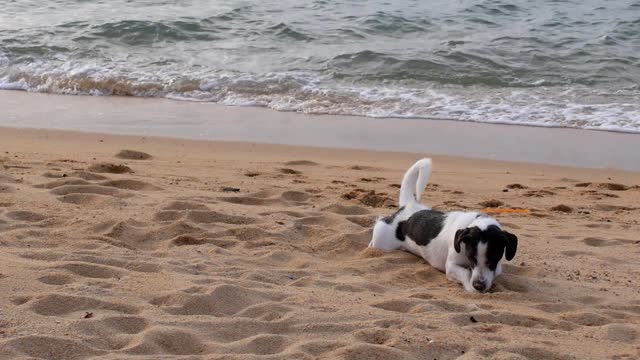 Onde meu cachorro deve dormir à noite?