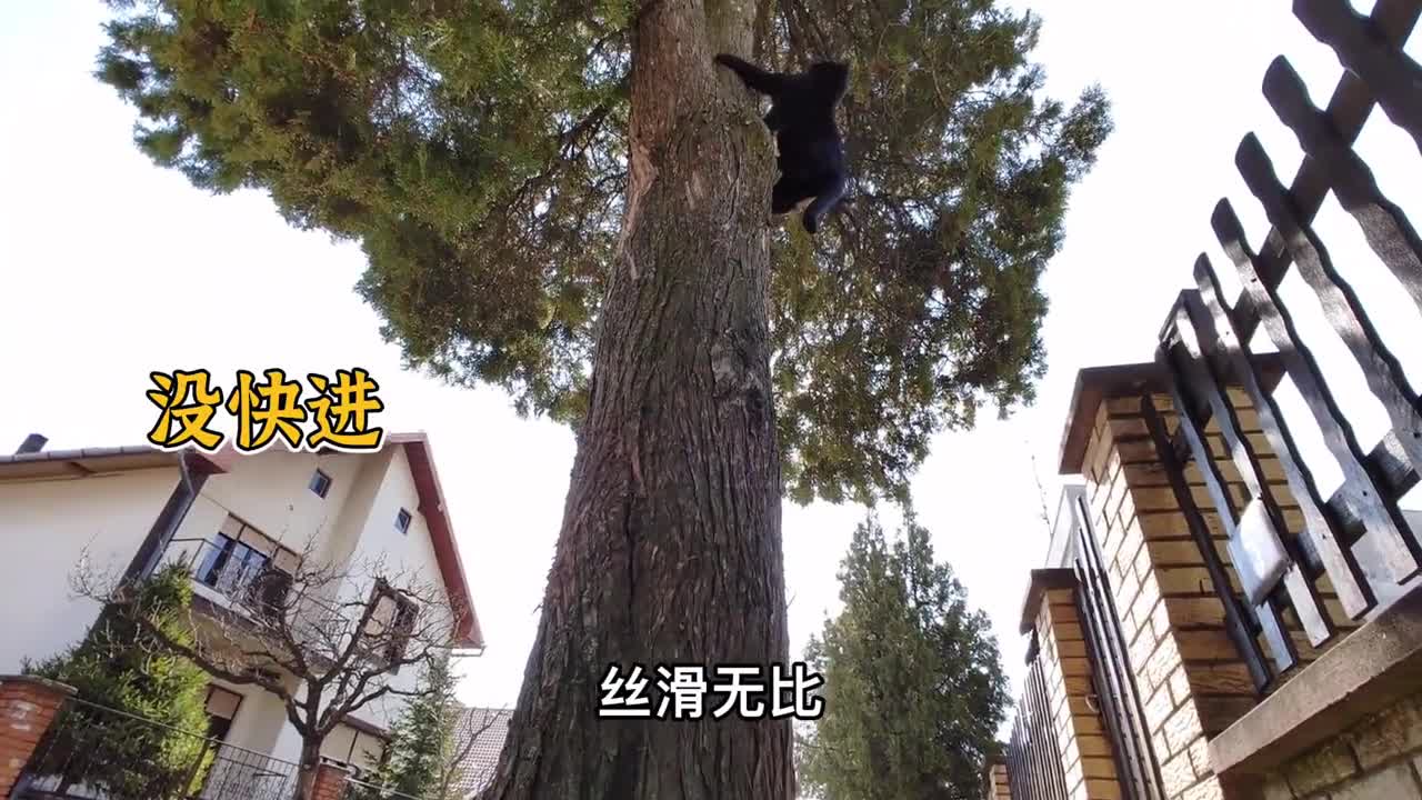 The sanitation worker rescuing the cat,