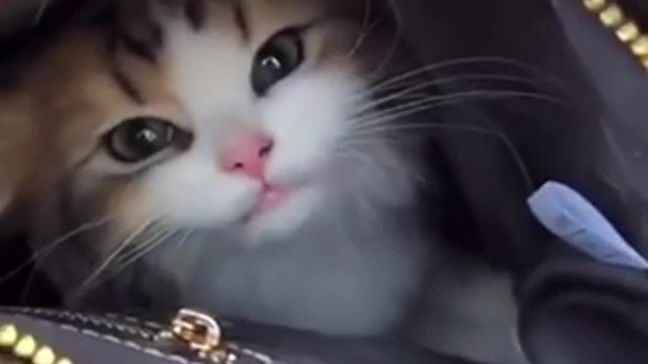 Amazing cat 🐈 trending video