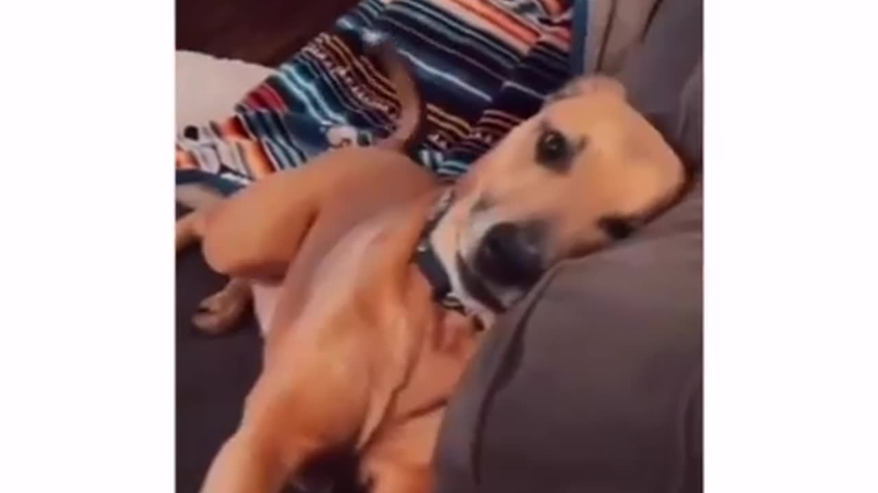 Dogs Can Be So Dramatic | Funny Video