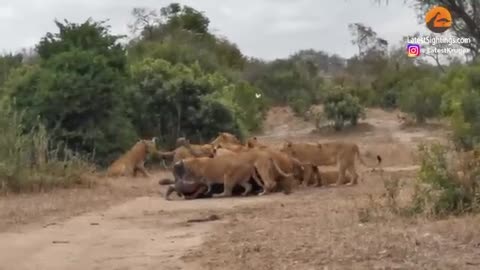 2 Buffaloes & 20 Elephants Are No Match for 22 Lions