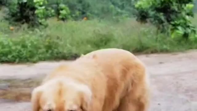 Cute #dog #cat #videos