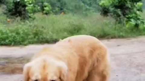 Cute #dog #cat #videos