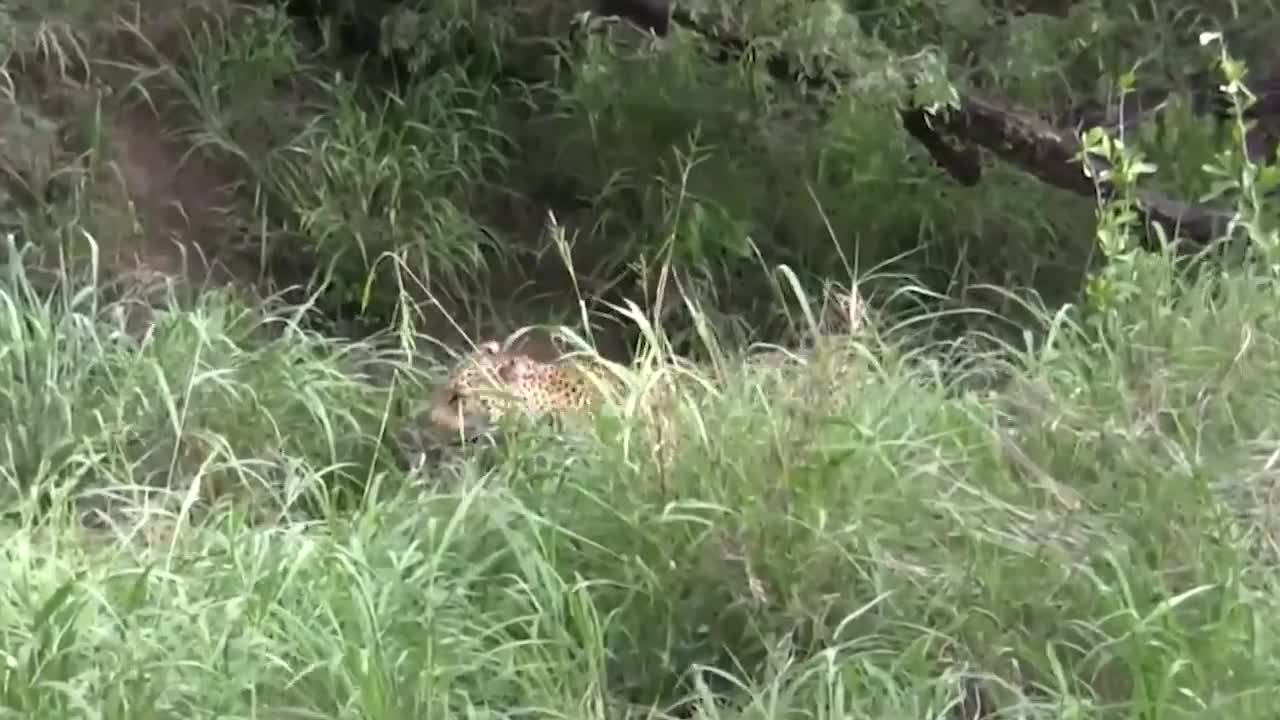 Animal Chaos Funny Vid