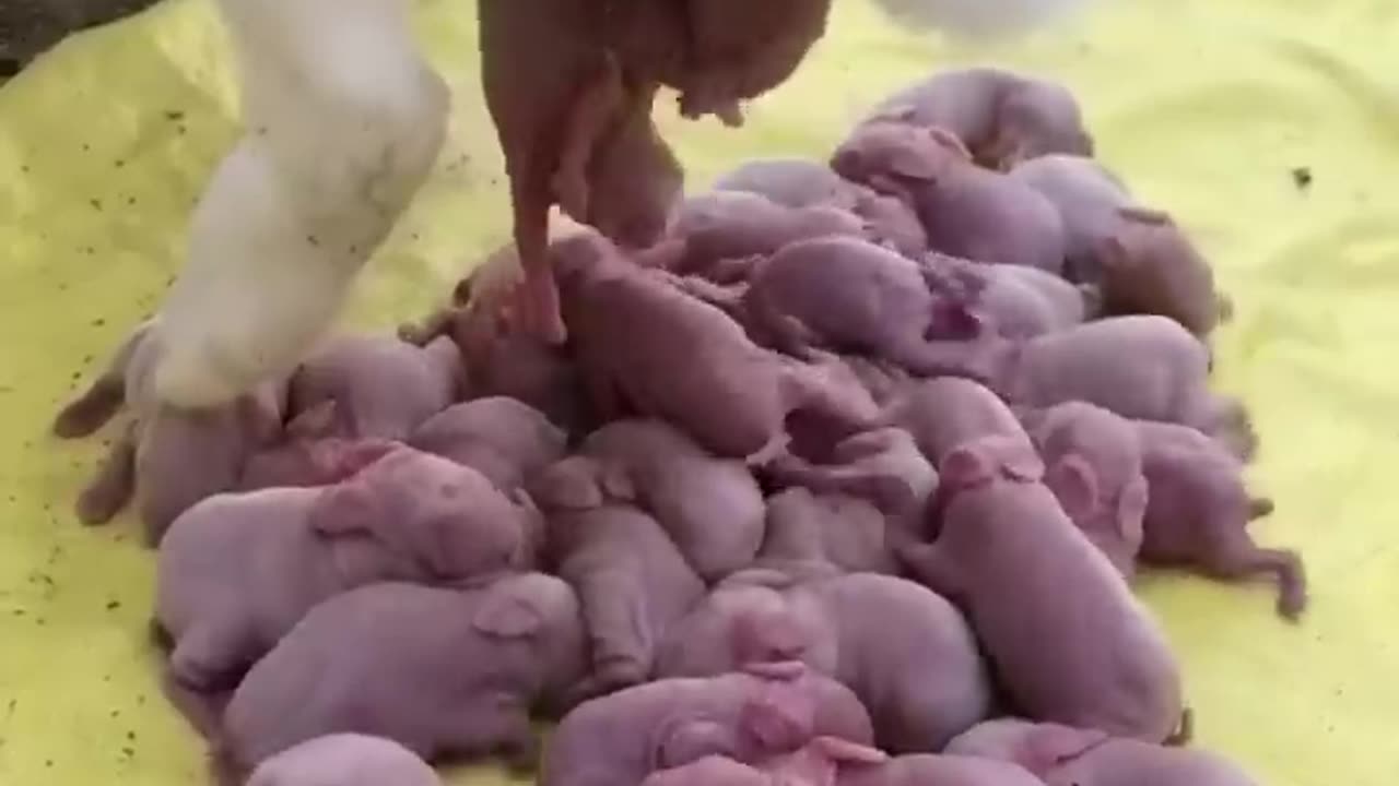 Dog Give Birth Many Babis🤣🤣#shorts #viral #trending #animals