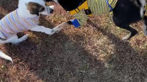 Shiba Inu and mixed dog playing on the playground