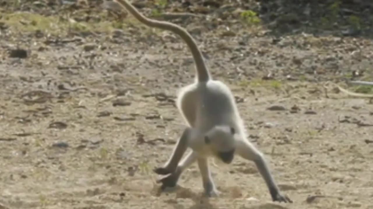 Funny Monkey Video