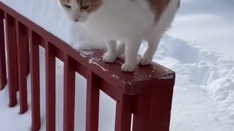 Baby Cats - Cute and Funny Cat Videos Compilation #60 | Aww Animals