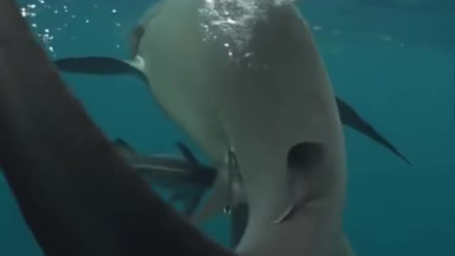 Looking calm 🤨🦈