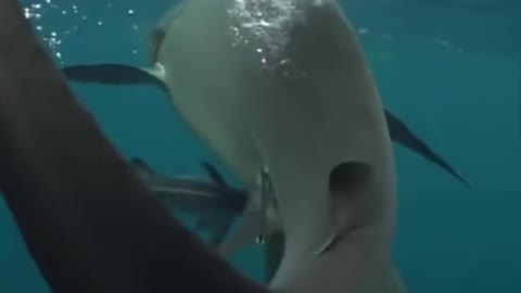 Looking calm 🤨🦈