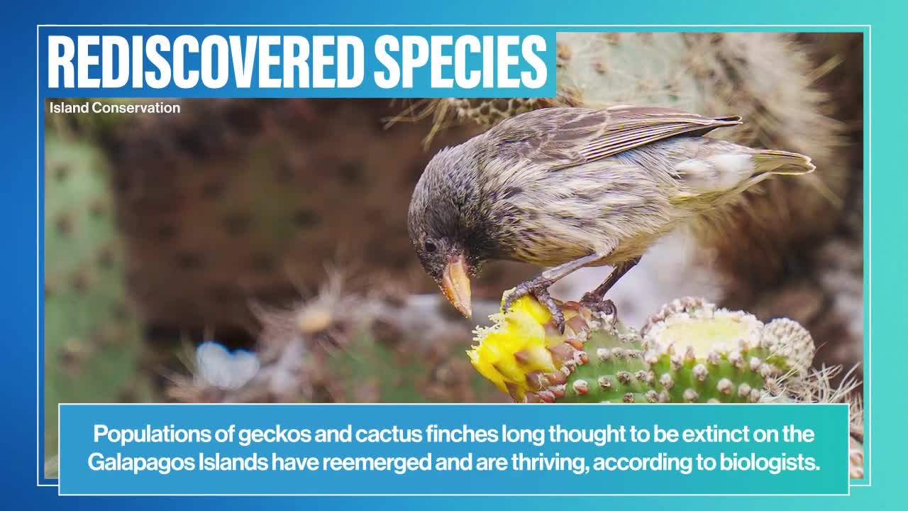 DISCOVERIES IN THE ANIMAL WORED