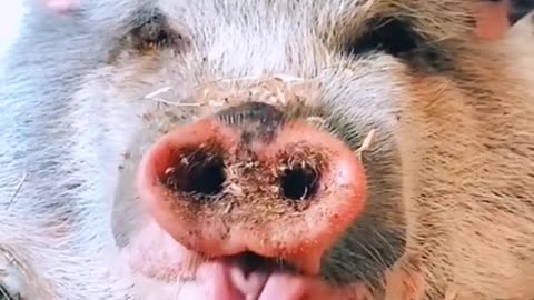 The cute little Pig