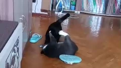 Cat attacks a cat