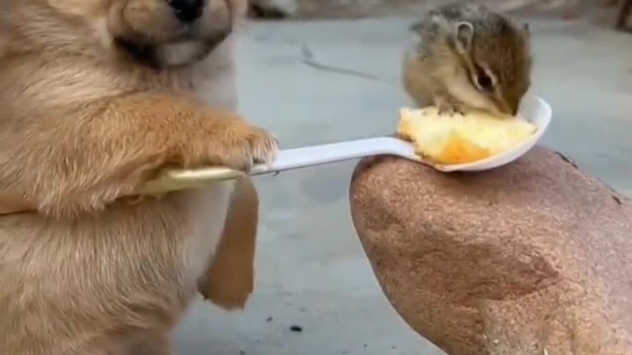 Dog and funny animals