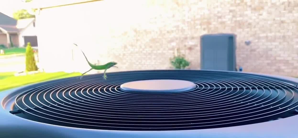 Lizard:Is this what flying feels like?