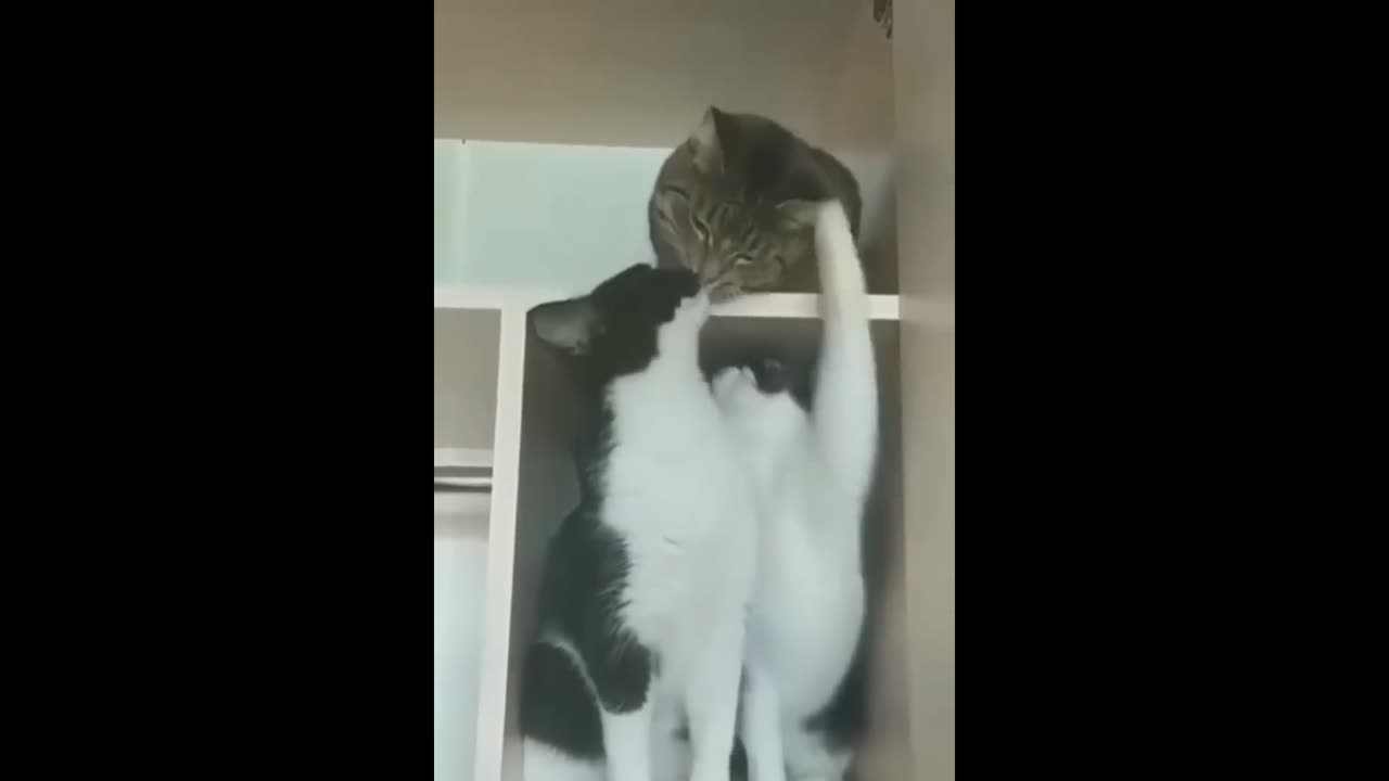 Cat videos funny