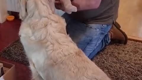 AWE BE STILL MY HEART ❤️ GOLDEN RETRIEVER MEETING BABY FOR THE FIRST TIME