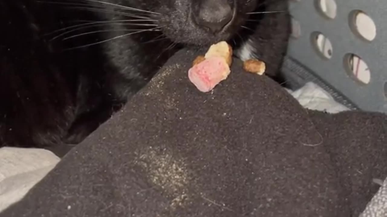 Haha Funny cats