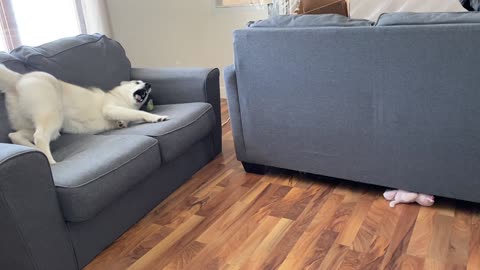 Adorable Husky Freakout on Mini Beanie Baby