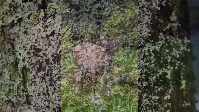 Critical Loads Video Series: Lichens