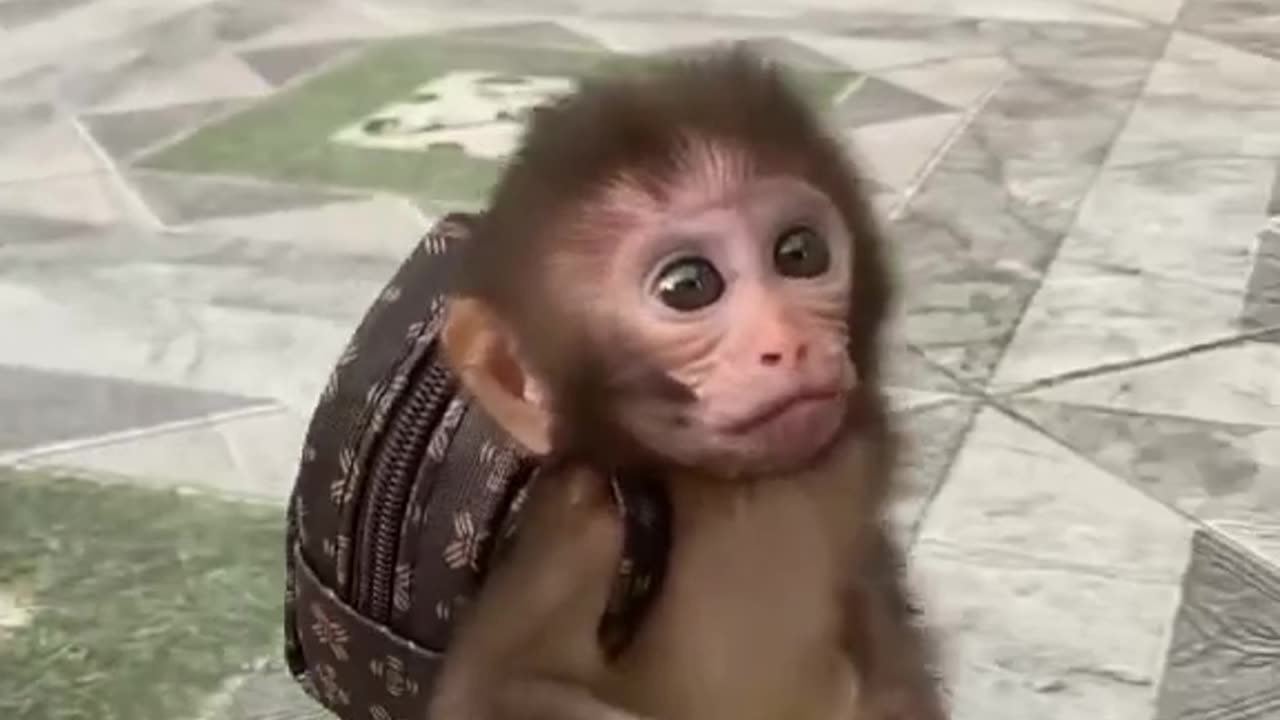 Funny monkey