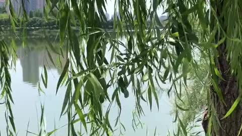 The leaves of a large tree growing by the river