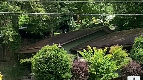 Black Bear Walks on Roof