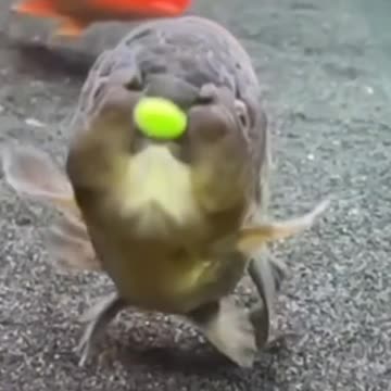 strange black ornamental fish. but cute like my neighbor's dog