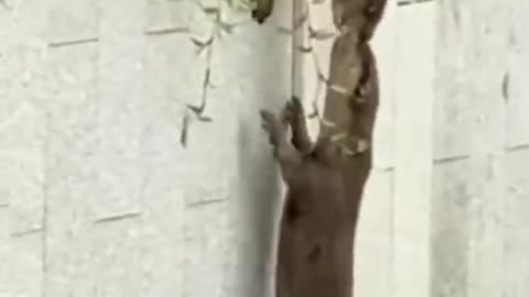 Cross the wall otter