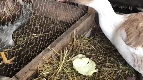 Wheezy let’s chicken have it. Bert chats of barn gossip and complaints.