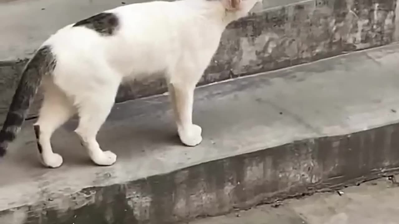 Funny & Cute Cats🥰🥰