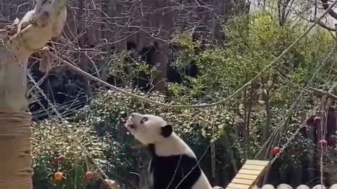 Panda on a swing