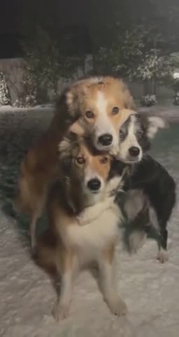 Cutest dogs