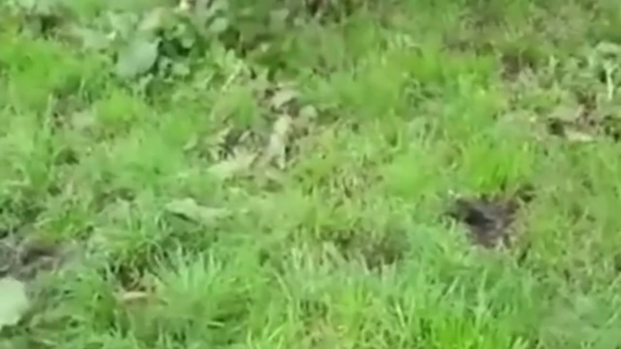 Try not to laugh p4