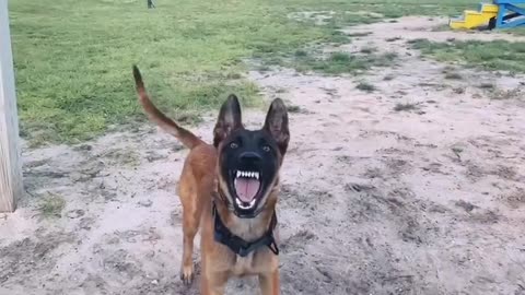 Belgian malinois Dog