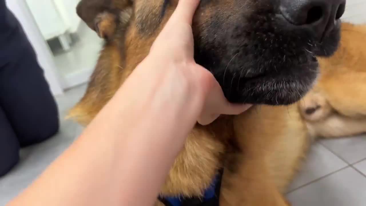 Funny German Shepherd Reaction to a Visit to the Vet!