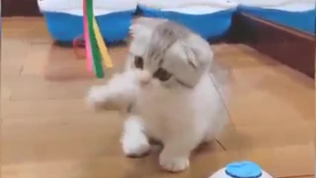 Baby cat 🙀 (kitten) playing with Butterfly 🦋