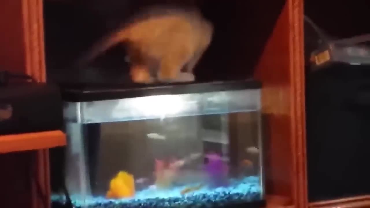 cute cat fall in tank funny video