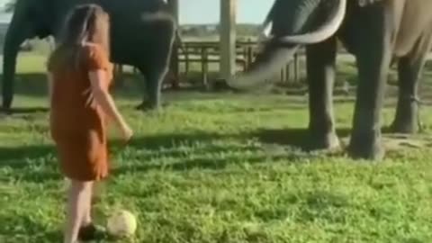 Elephant play football