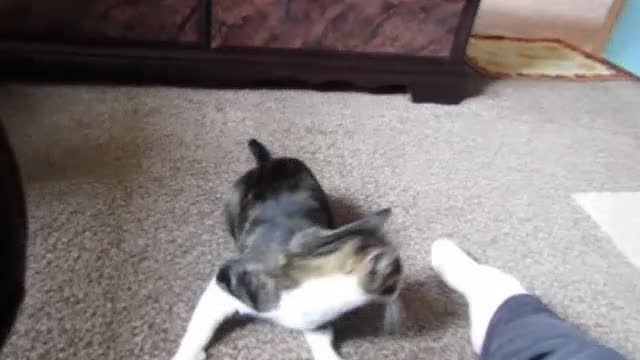 WWF with DAISY!!