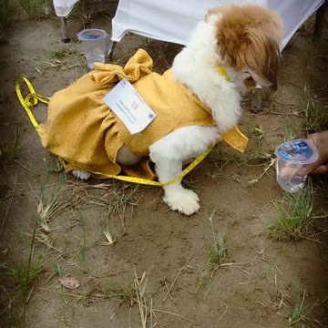 Hachico drink water and prepare on the stage