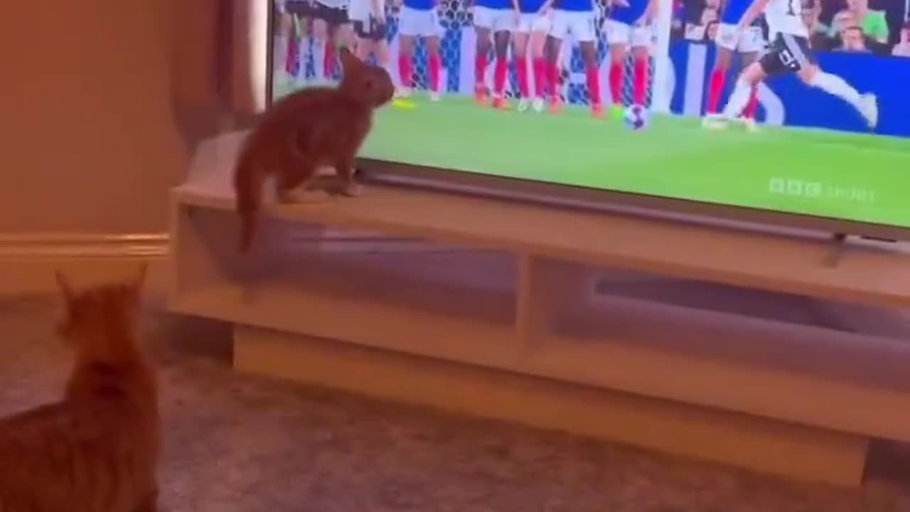 This cat was born to be a goalkeeper