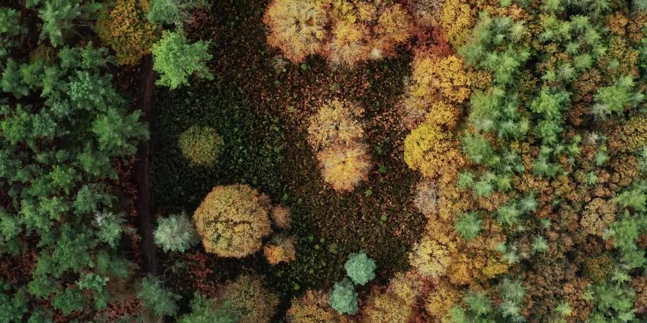 Fall Colors _ Forest _ Cinematic Drone Footage