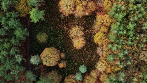 Fall Colors _ Forest _ Cinematic Drone Footage