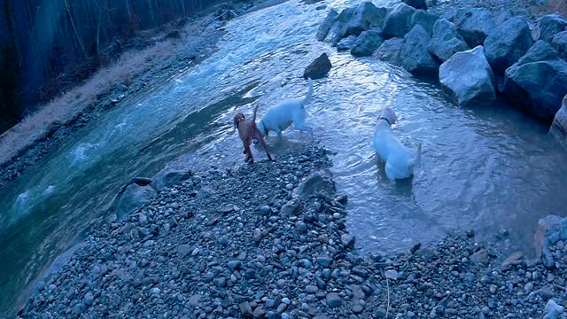 Labrador Ammerlandtal