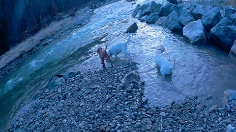 Labrador Ammerlandtal