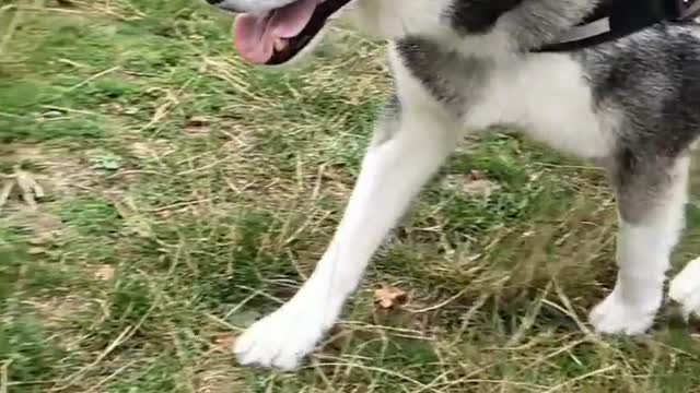 ❤️💙🐾🐺🐾💙❤️ #husky #siberianhuskies #dogsofinstagram