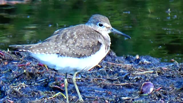 Sandpiper